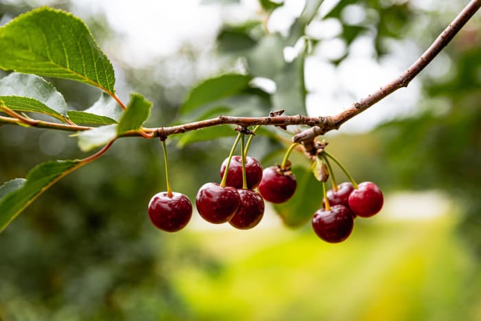 Cherries