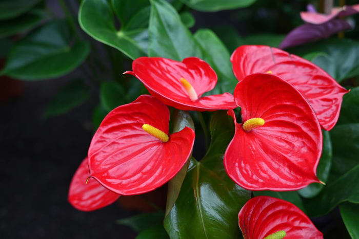 Anthurium