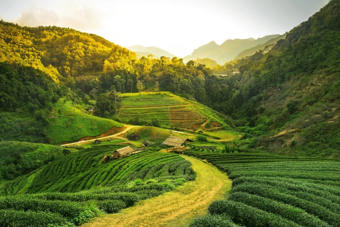 Assam, India