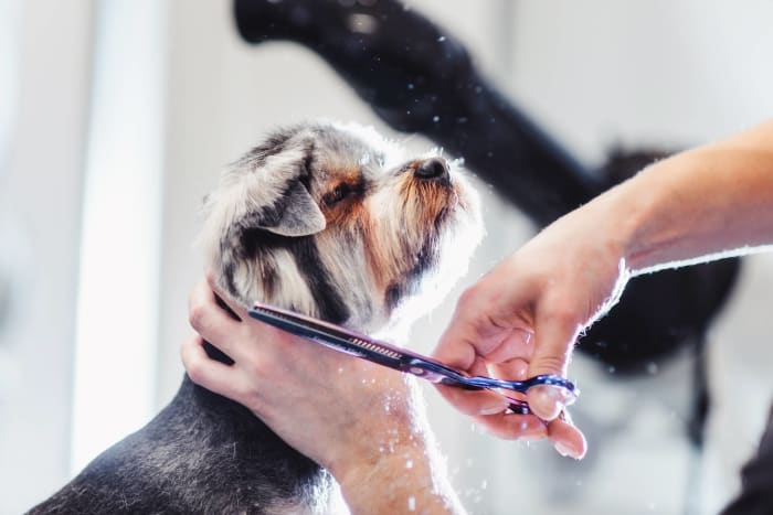 Figure out your pet's grooming needs