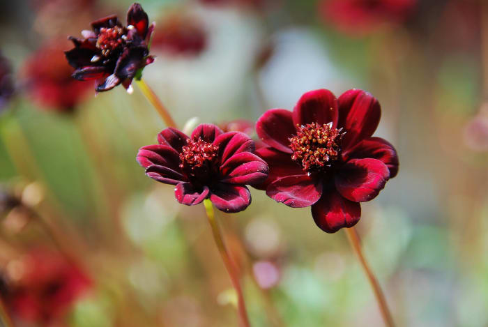 Chocolate cosmos