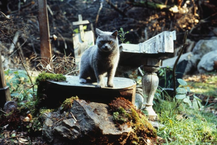 'Pet Sematary'