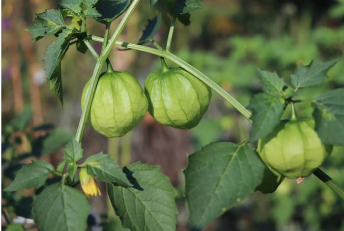 Tomatillos