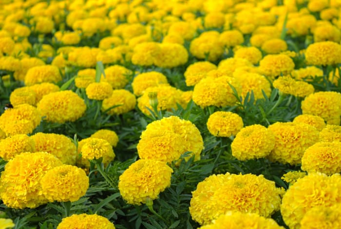Marigolds