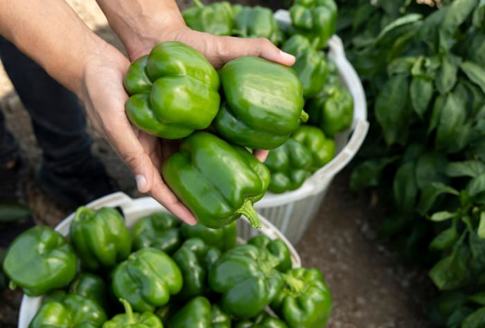 Bell peppers