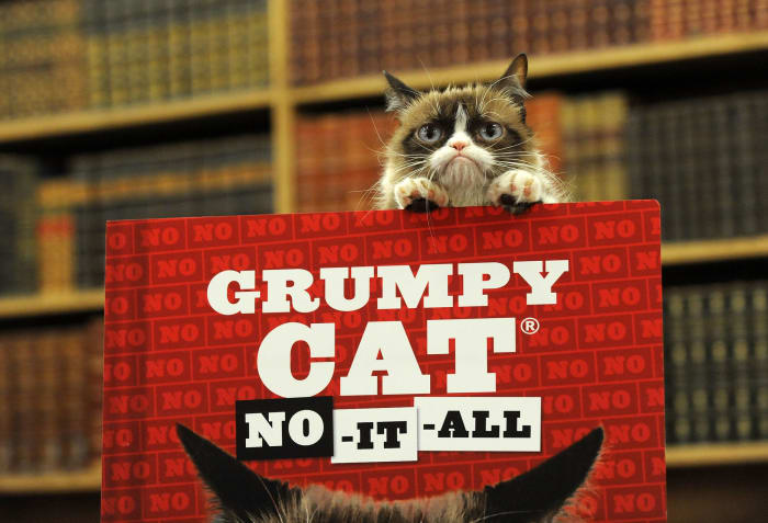 Grumpy Cat