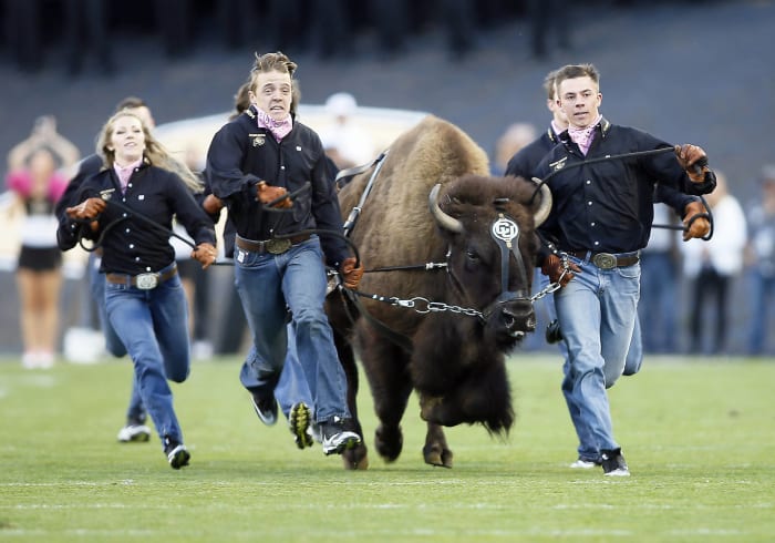 Colorado Buffaloes