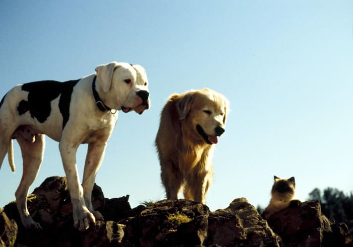 “Homeward Bound: The Incredible Journey” (1993)