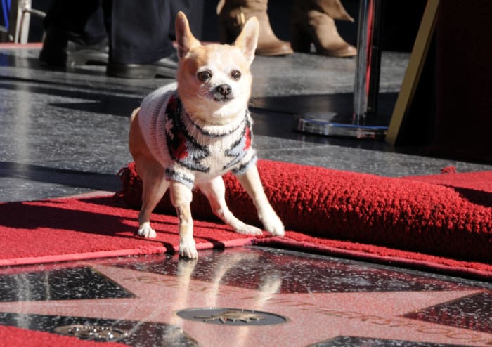 Bruiser from "Legally Blonde"