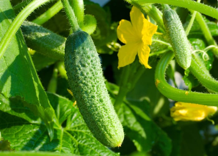 Cucumbers