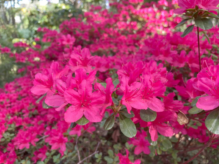 Azalea