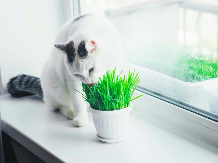 Cat grass-growing kit