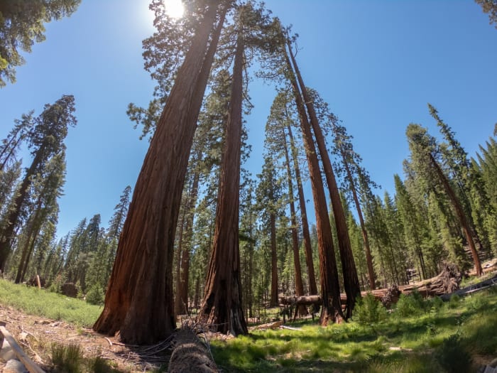 Tall Trees Grove Loop Trail, California