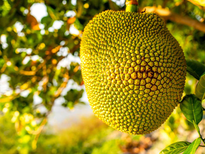 Jackfruit