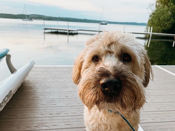 Soft-coated wheaten terrier
