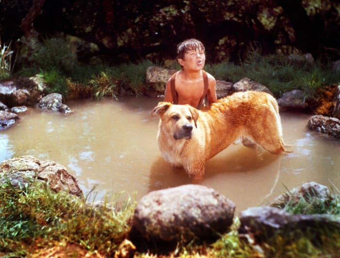 Old Yeller from 'Old Yeller'