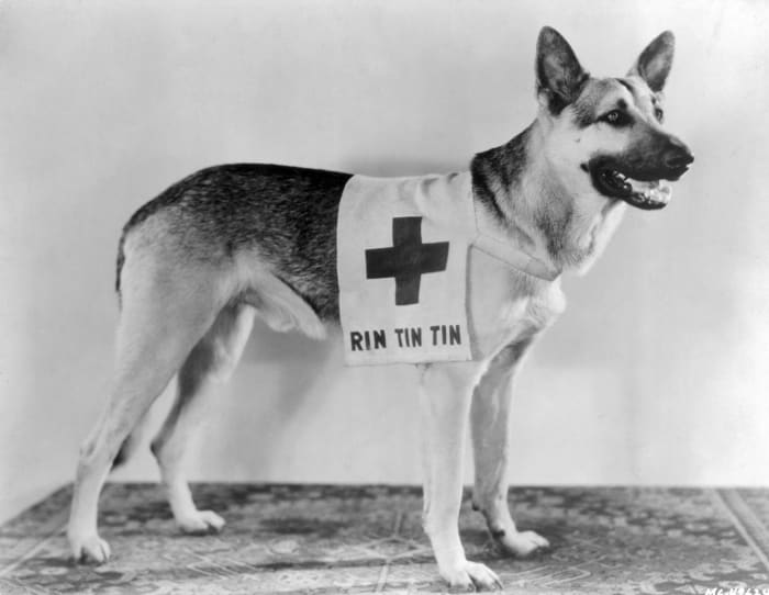Rin Tin Tin