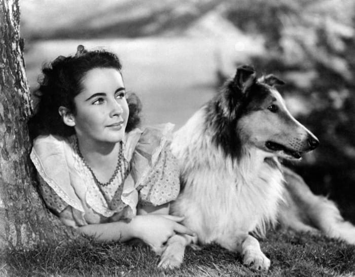 Lassie