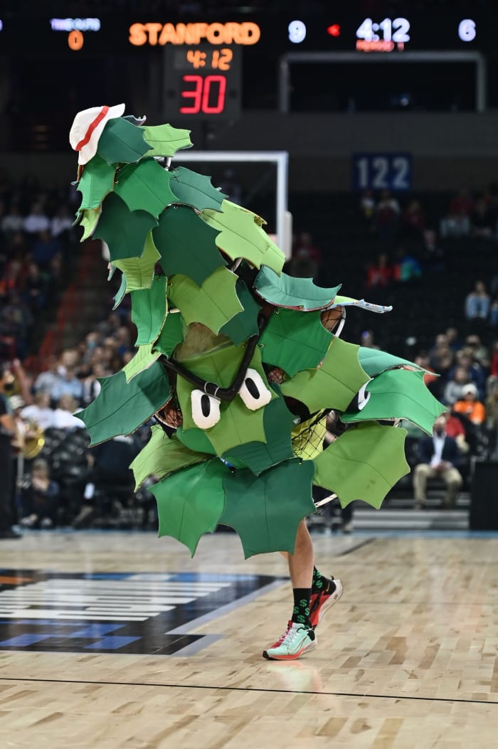 Stanford Tree, Stanford University