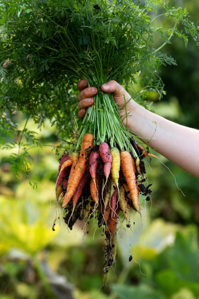 Carrots