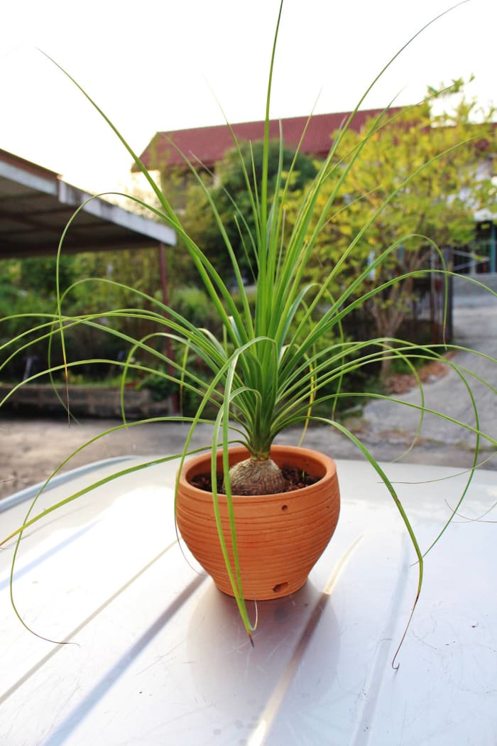 Ponytail Palm