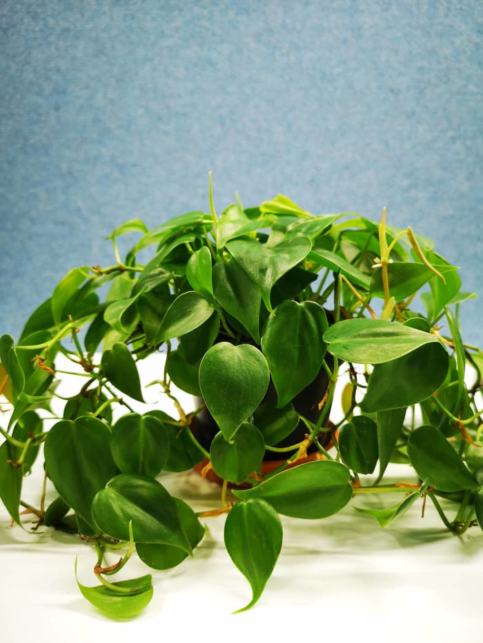 Heart-Leaf Philodendron