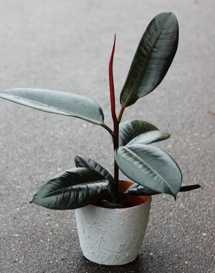 Rūbber plant (Ficus elastica)