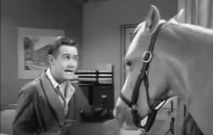 Mr. Ed ("Mr.Ed")