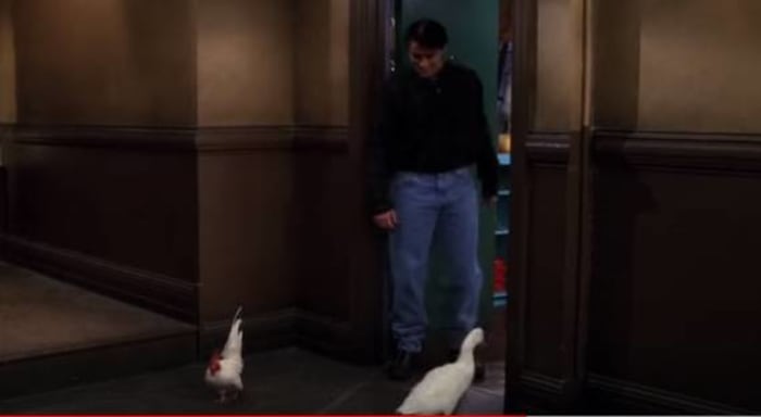 The Chick and the Duck ("Friends")