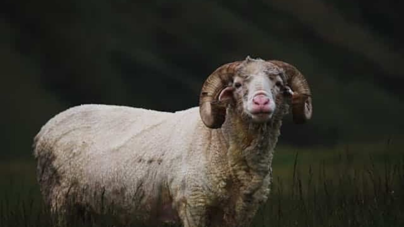 Daily Capricorn Horoscope | October 25, 2024