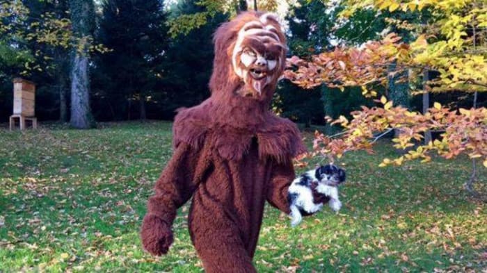 Tom Brady as Bigfoot