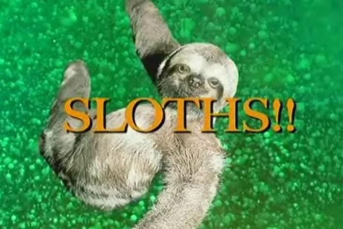 "Sloths!"