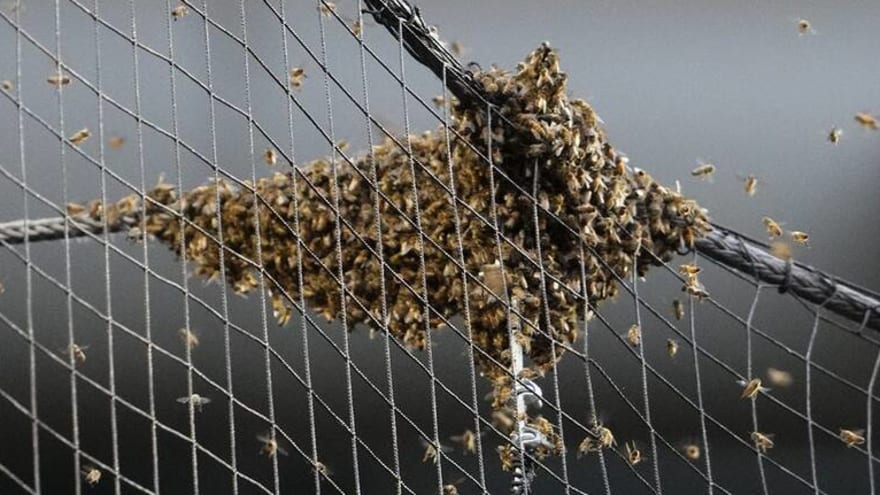 Watch: Swarm of bees delays MLB game for nearly two hours