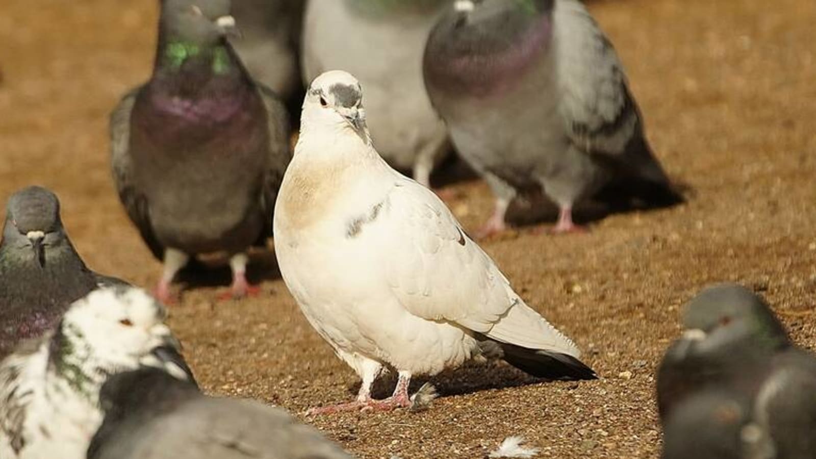 MLB umpire discusses how pitch clock led to 'pigeon delay'