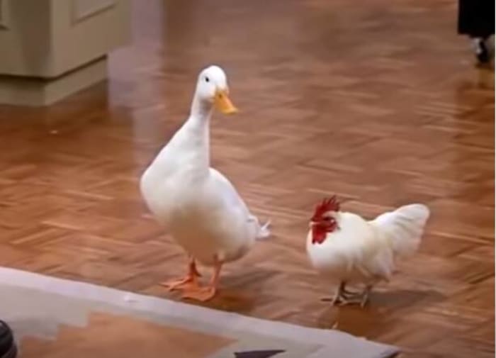 The Chick and The Duck