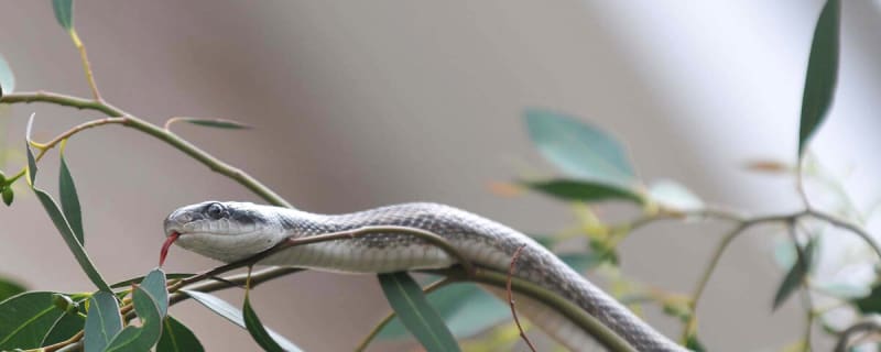 Snake Delayed Golfer&#39;s Round At PGA Championship