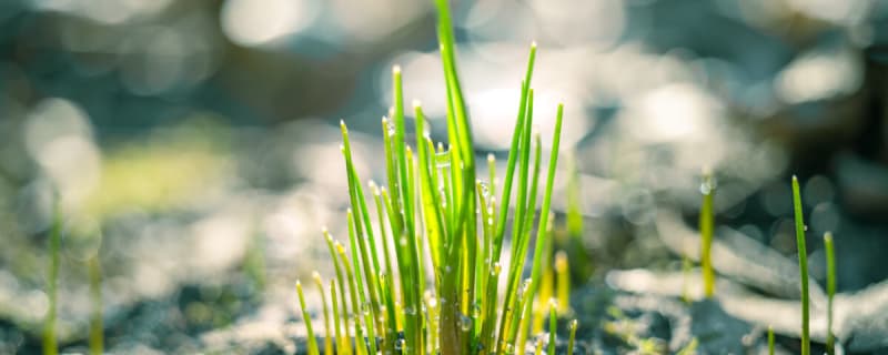 How to Plant Grass Seed in February