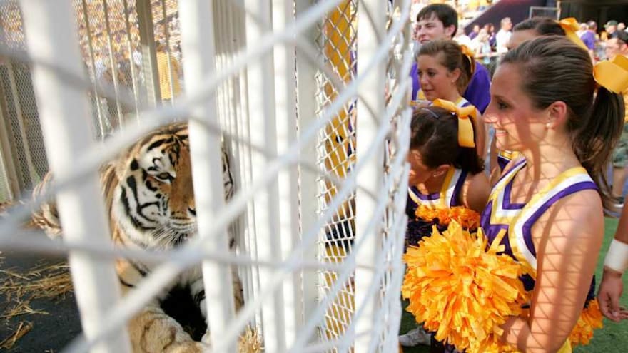 Report: Live Tiger Could Be in Stadium for Alabama&#39;s Game at LSU