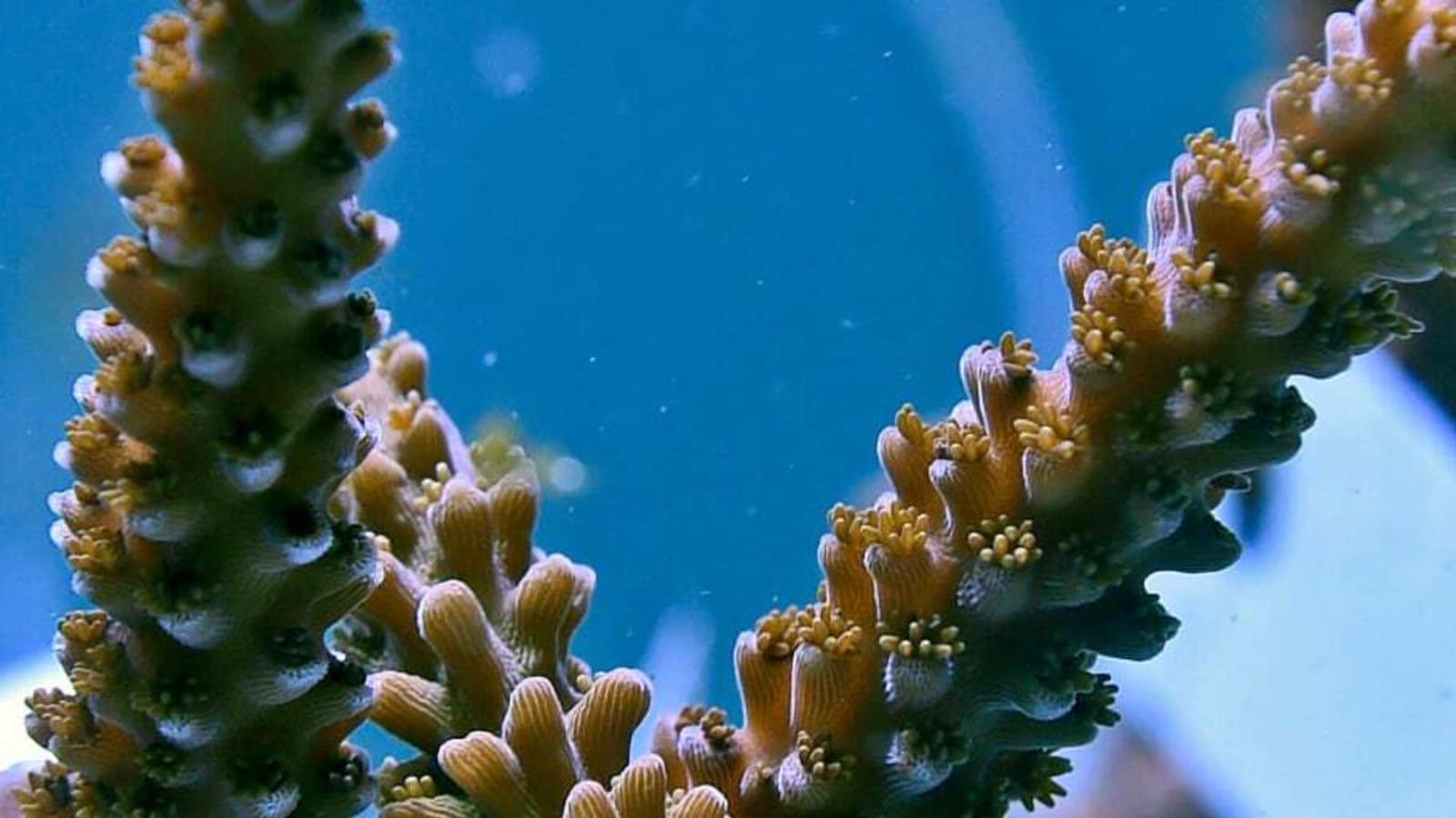 Coral Reef Restoration Will Improve Adventure Tourism in Bali