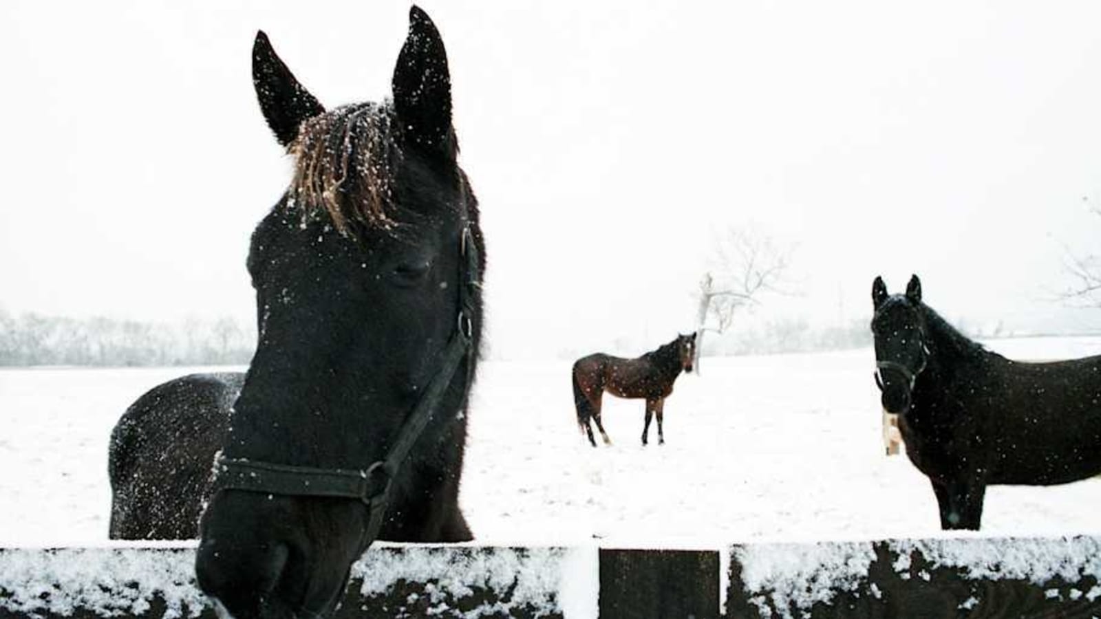 A Wyoming Cowgirl&#39;s Guide to Staying Warm for Winter Weather Riding: Part 3