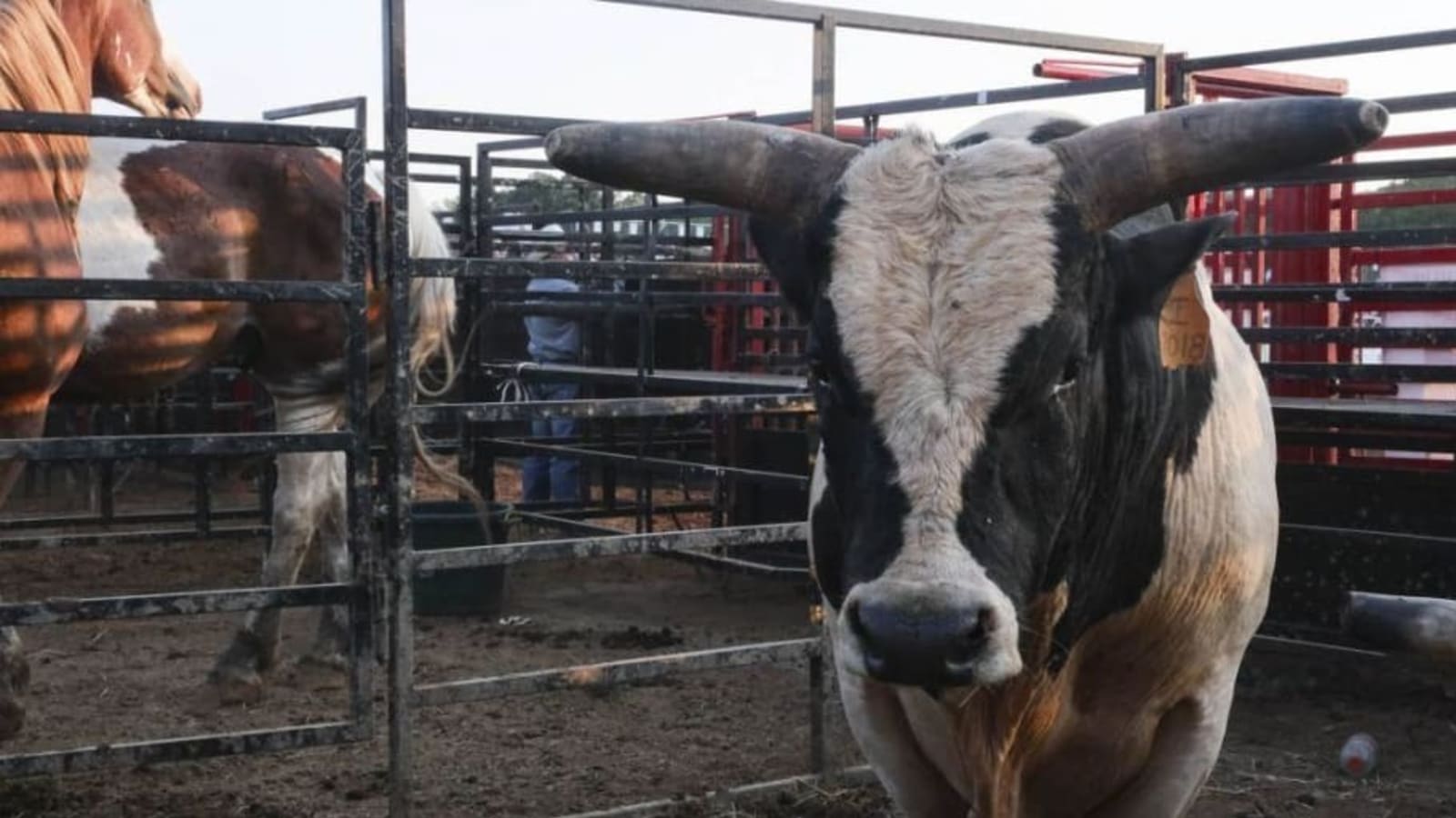 9-Year-Old Saves Father&#39;s Life as Bull Attacks