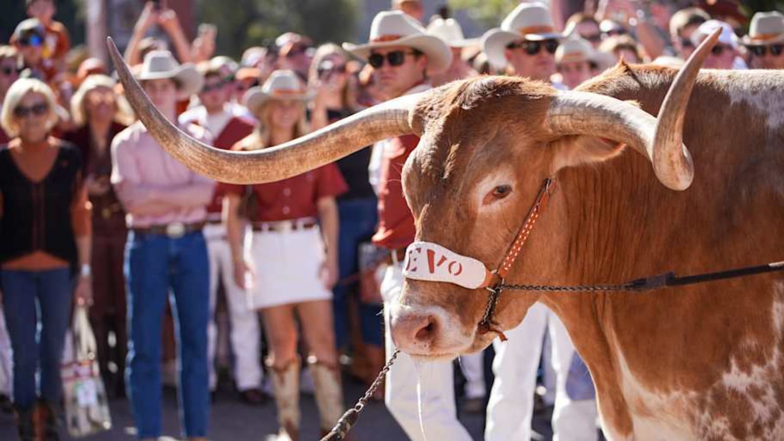 &#39;Don&#39;t Bully Bevo!&#39; PETA Wants Texas Longhorns Mascot Banned From Cotton Bowl