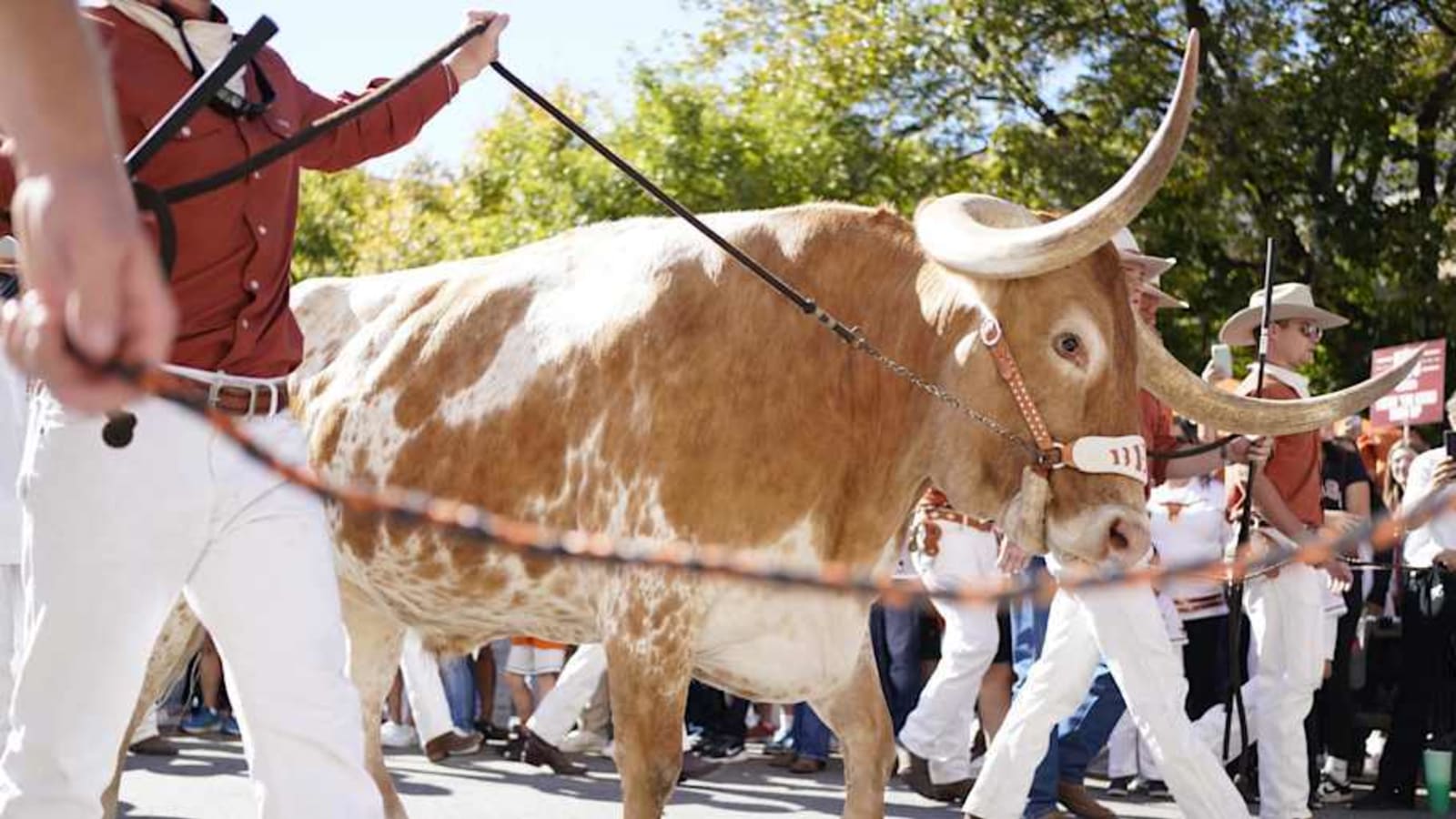 Bevo Barred From Joining Texas Longhorns in Atlanta, Again