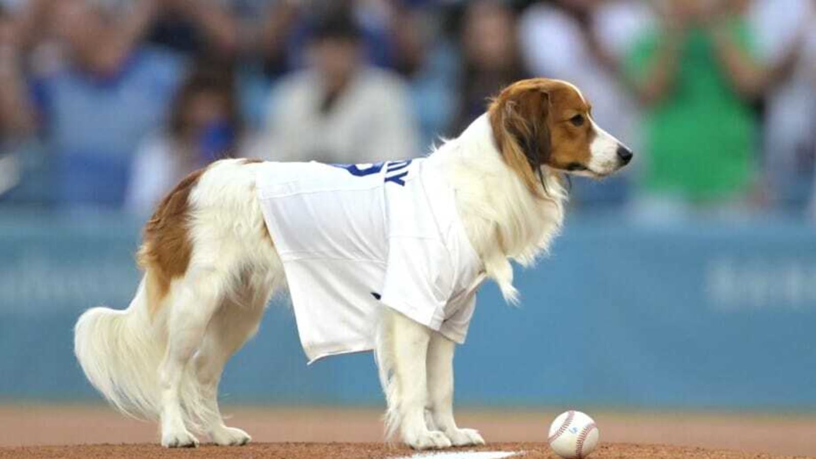 Watch: Shohei Ohtani’s Dog Delivers First Pitch On Bobblehead Night