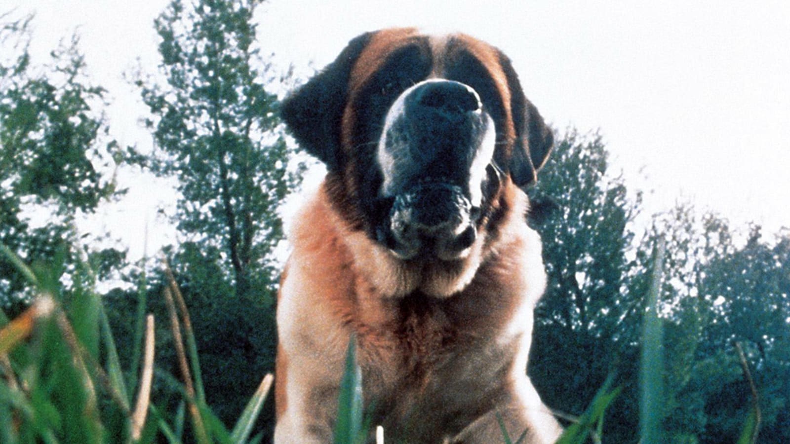 Darren Aronofsky in talks to direct new adaptation of Stephen King's "Cujo"