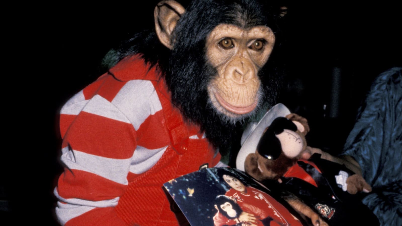 Michael Jackson’s beloved chimpanzee Bubbles has turned 42