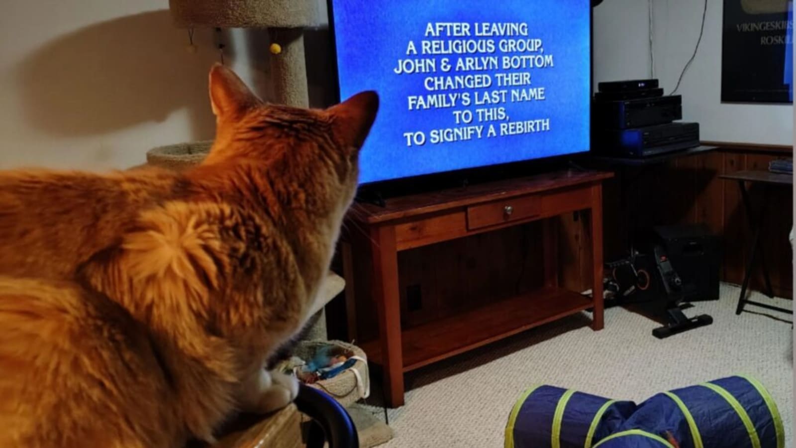 ‘Jeopardy!’ Fans Swoon Over Cat Who’s Addicted to Show
