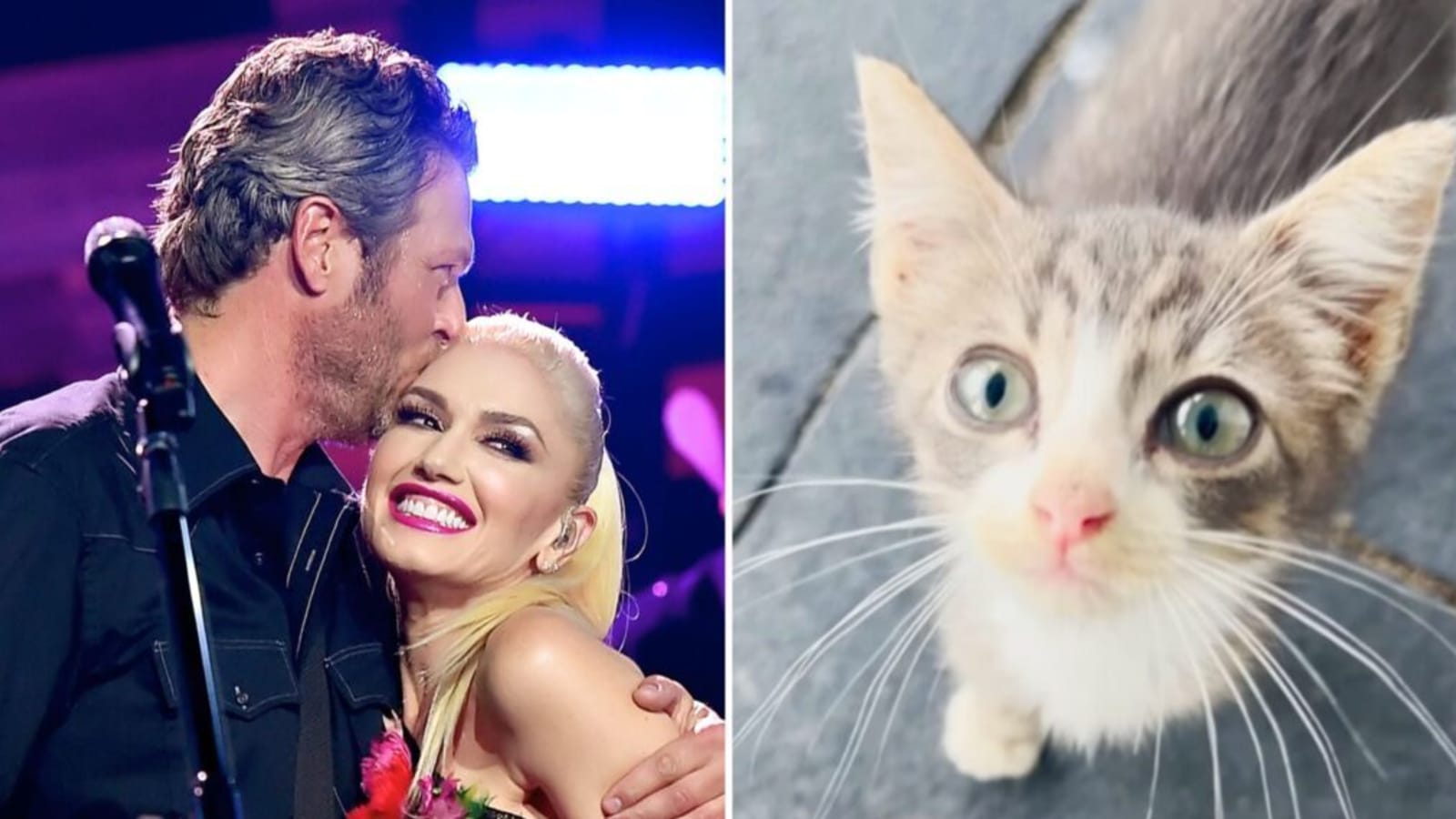 Gwen Stefani & Blake Shelton Melt Fans’ Hearts With Video of Their New Fur Baby