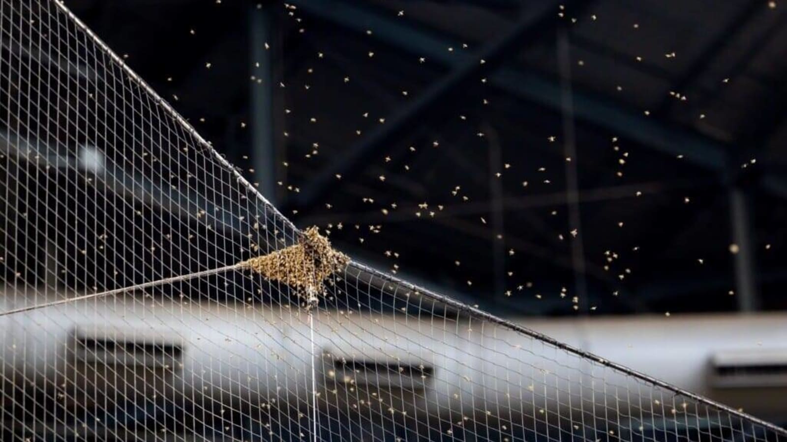 Dodgers-Diamondbacks delayed by bees