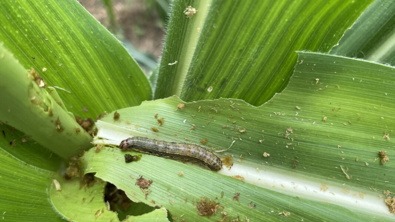 Will My Lawn Recover from Moth Larvae (Like Armyworms)?